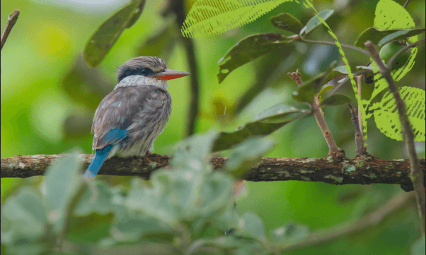 Carbon Balanced Paper announces new conservation project in Uganda